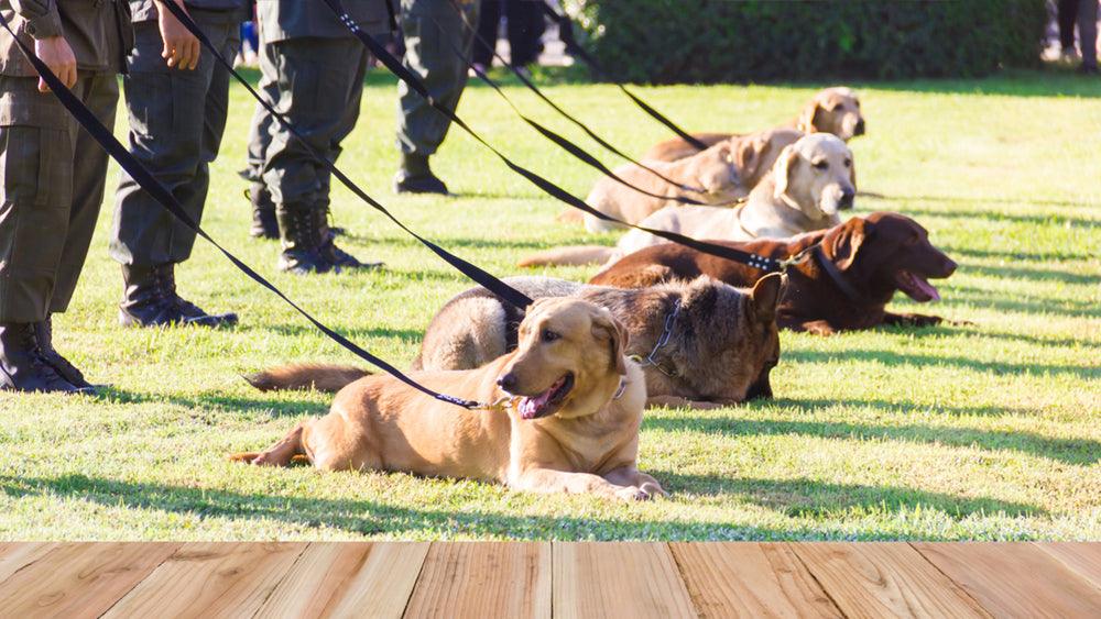 que perro ha ganado mas mejor en exposiciones