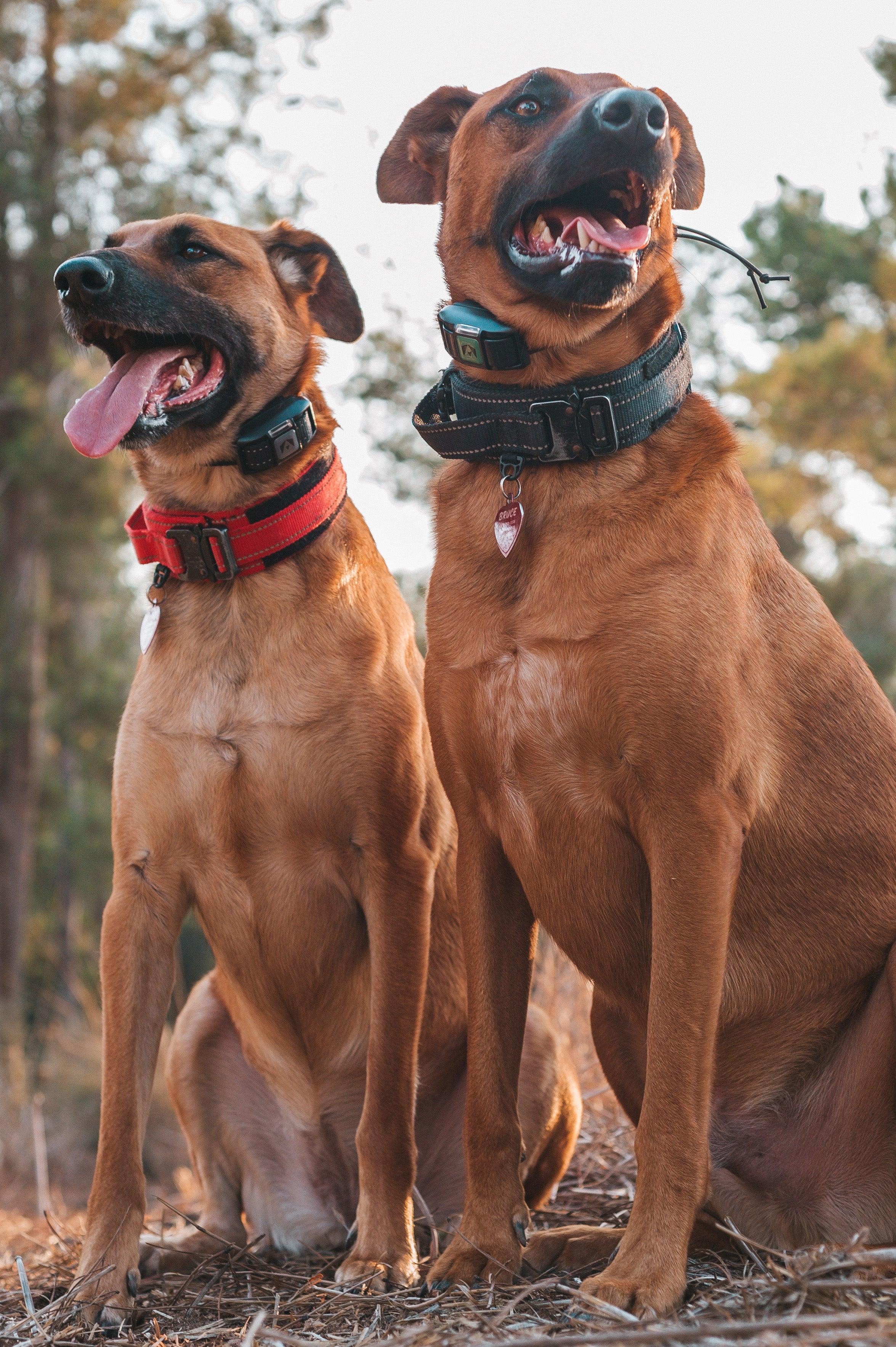 Harnessing the Power of E Collars Simultaneously Training Two Dogs INVIROX DOG TRAINING GEAR