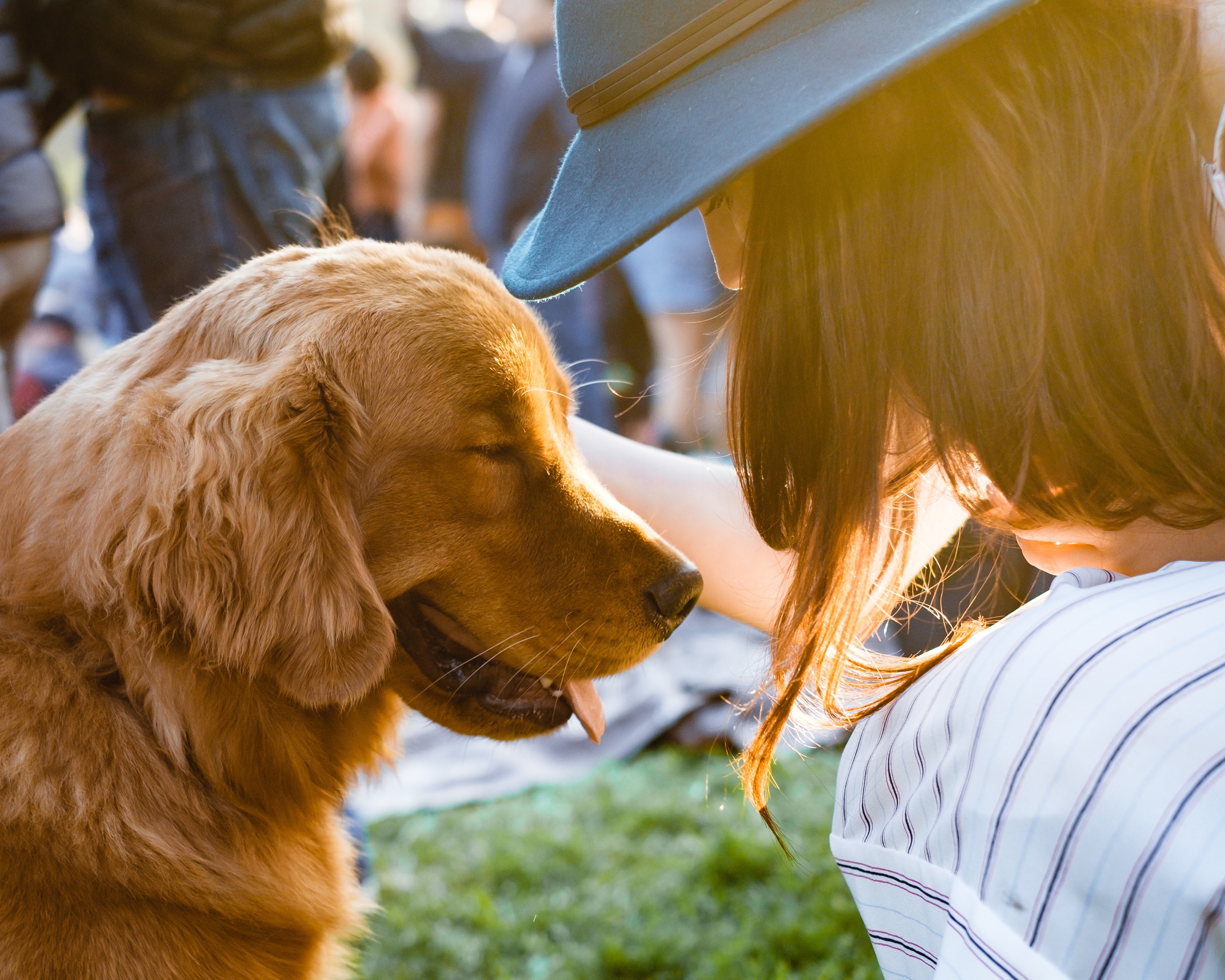 Training Dogs with Electronic Collars: A Beginner's Guide